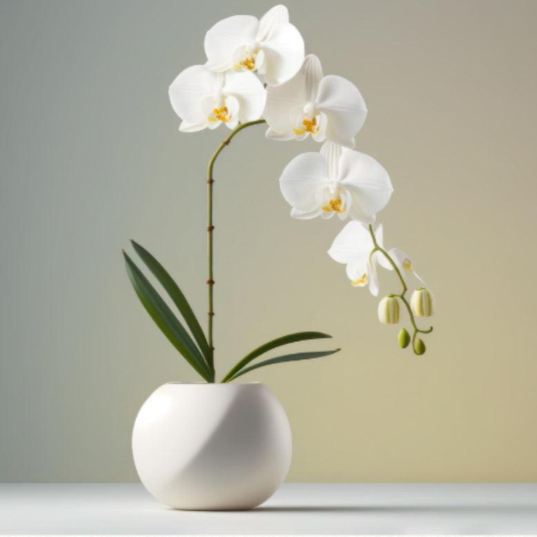 LUXE Orchid Plant