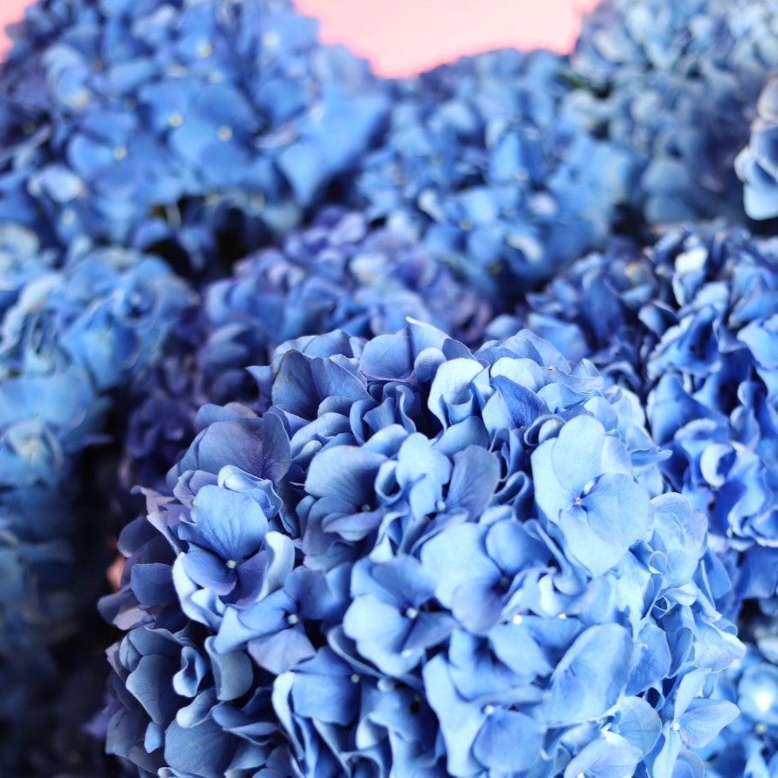 LUXE BLUE HYDRANGEAS – Lush Luxury Blue Hydrangea Arrangement $295 | Chicago Florist