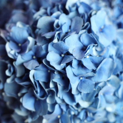 LUXE BLUE HYDRANGEAS – Lush Luxury Blue Hydrangea Arrangement $295 | Chicago Florist