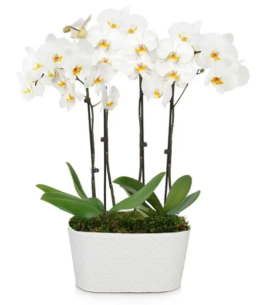 LUXE Orchid Plant